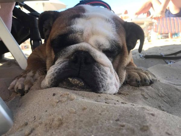 Animalido Dog Beach
