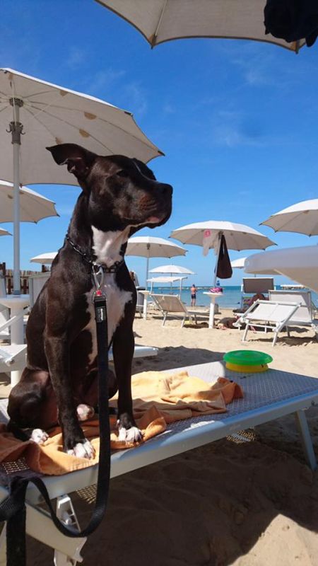 Animalido Dog Beach