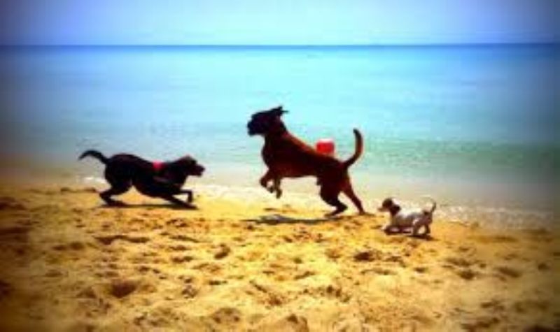 Tiliguerta Dog Beach
