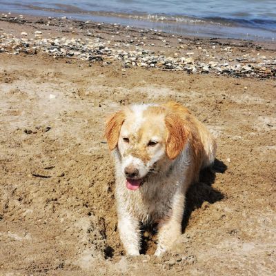 Spiaggia Libera Per Cani - Dog Beach
