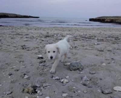 Dog Beach Costa Merlata