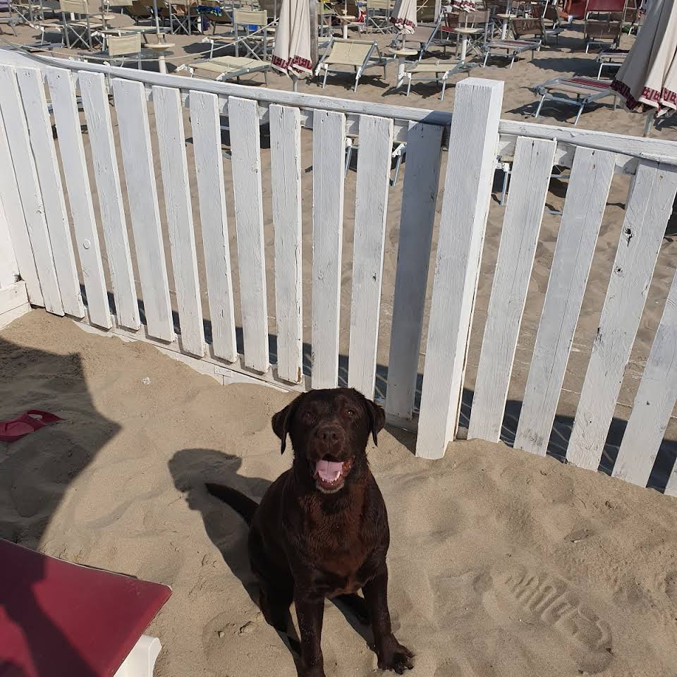 Lido Dubai Spiaggia Per Cani