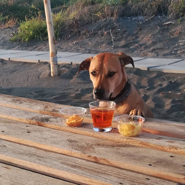 Tequila Dog Beach