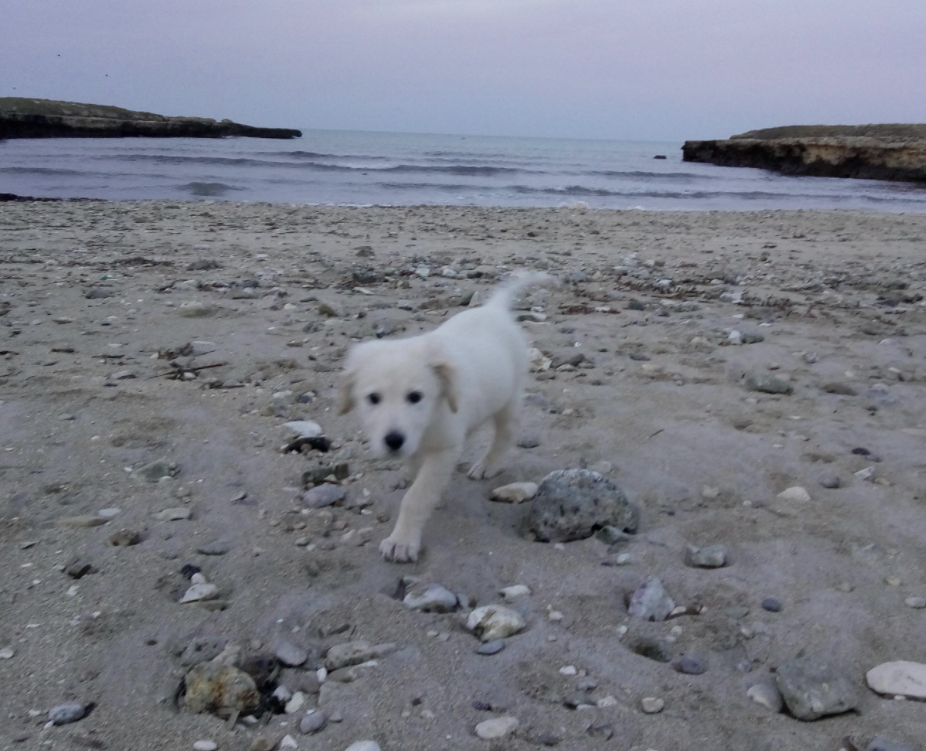 Dog Beach Costa Merlata